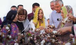 Türkan Şoray, adının verildiği pamuğun hasadına katıldı