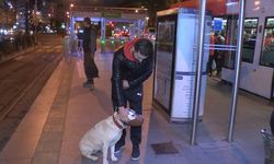 İstanbul'da evcil hayvanlarla seyahat; boyutta kriter 'kafes'