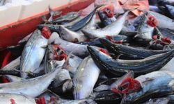 Karadeniz'de palamut bolluğu; fiyatı düştü