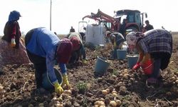 Niğde’de kışlık patates hasadı başladı
