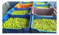 Tescilli sarıulak zeytini bahçede 20 lira