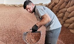 TMO, üreticilerden 150 bin ton fındık aldı