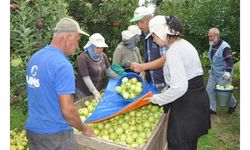 Türkiye'deki 4 elmadan 1'inin üretildiği Isparta'da hasat başladı