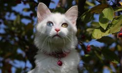 Van Kedi Villası'nda 2023 doğumları için çalışmalara başlandı