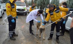 Adıyaman'da iki mahallede kuduz karantinası