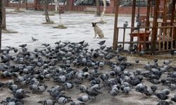 Ardahan Göle, buz kesti; sıfırın altında 4,3 derece