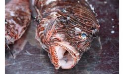 Biyolojik çeşitliğe zarar veren aslan balığı ile mücadelede av yarışması
