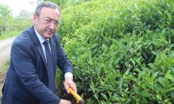 Doğu Karadeniz'e çay tarımından 10 milyar TL gelir