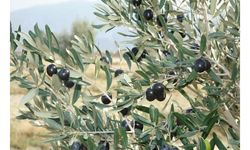 Genç ağaçlar meyve verdi, zeytin ihracatında rekor geldi