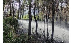 Hatay’da orman yangını 