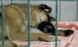 Sarıyer'de köpeği boğmaya çalışan saldırgan tekrar gözaltına alındı