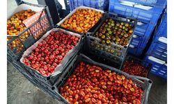 Sebzede örtü altı sezonu açıldı, fiyatlar düşüyor