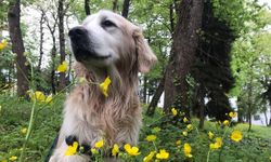 Trabzon'da sahipli köpeklere 'ağızlık' kararı geri çekildi