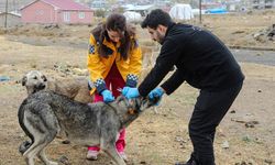 Van'da 5 bin sokak köpeğine kuduz aşısı