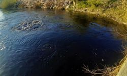 Büyük Menderes Nehri çöplüğe döndü; suyun rengi siyaha büründü