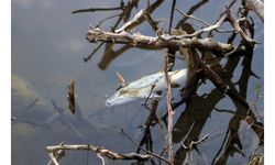 Ceyhan Nehri'ndeki balık ölümleri araştırılıyor
