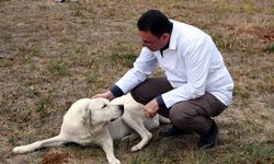 Prof. Dr. Bulut: Yaban hayatta yemlerle kuduz aşılaması yapılıyor