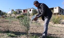 Yangında küle dönen meyve bahçeleri yeşermeye başladı