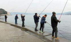 Boğaz'da denizanası yoğunluğu; balık stoklarında azalmaya sebep oluyor