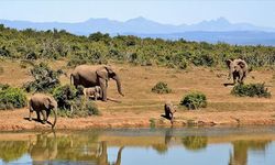 Güney Afrika bölgesinde artan fil nüfusu, yerel ekosistemi tehdit ediyor