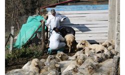 Hayvanlarda çiçek hastalığı görüldü, 50 köy karantinaya alındı
