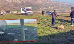 Merada otlatılan 50 küçükbaş öldü; inceleme başlatıldı