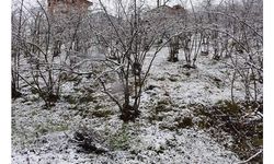 Giresun'da etkili olan kar yağışı fındık üreticilerini sevindirdi