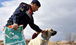 Kırıkkale'de jandarma ekipleri sahipsiz köpeklere reflektörlü tasma takıyor