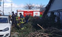Ordu'da şiddetli rüzgarın etkisiyle devrilen ağaç, iş yeri ile otomobile zarar verdi