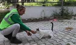 Hatay'da gönüllü hayvanseverler enkazdan can dostları kurtarıyor