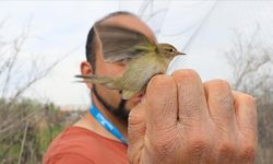 Afrika ve Rusya arasındaki mola noktası Iğdır'da kuş halkalaması başladı