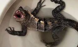 Florida'da bir adamın klozetinden iguana çıktı
