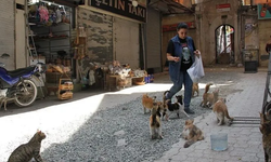 Hatay'da depremzede kadın tarihi çarşıdaki iş yerinin önünde sahipsiz kedilere bakıyor
