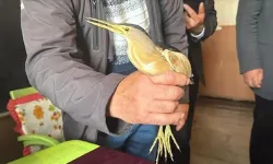 Ardahan'da bitkin bulunan balaban kuşu koruma altına alındı