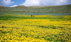 Ardahan'daki Şerefin Dağı ve Üç Tepeler canlanan doğasıyla dağcıların rotasında