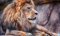 Dünyanın en yaşlı vahşi aslanlarından Loonkiito, Kenya'da köy sakinlerince öldürüldü