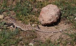 Harran kertenkelesinin popülasyonunu artırmak için bilinçlendirme çalışması