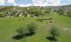Terörden arındırılan yaylalarda küçükbaş hayvan ve kuş sesleri yankılanıyor