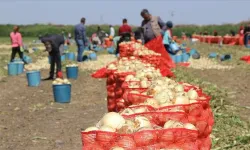Çukurova'da hasadın yaygınlaşmasıyla soğanın fiyatı düşüyor