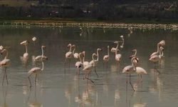Burdur'daki Yarışlı Gölü'nü flamingolar hareketlendirdi