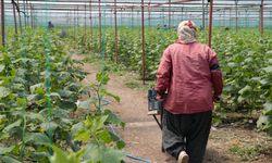 Kahramanmaraşlı depremzede çiftçiler hasat için serada