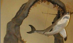 Megalodon Köpekbelığı hayrete düşürdü