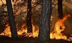 Orman yangınlarında zarar gören alanlarda rehabilitasyon tamamlandı