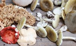 Sağlık Bakanı Koca'dan mantar zehirlenmelerine karşı uyarı