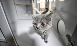 Bursa'daki kedi köpek oteli bayram tatilinde tam kapasite çalışıyor