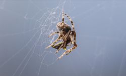 Dünyanın en ölümcül örümceğinin zehri koşullara göre değişebiliyor
