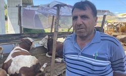 İstanbul'da kurban pazarlarında üreticiler satışlardan memnun