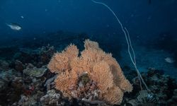 Zanzibar'ın "mercan bahçeleri" balıkçılık tehdidi altında