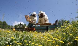 Gezgin arıcılar, Hizan'ın zengin floralı yaylalarını tercih ediyor