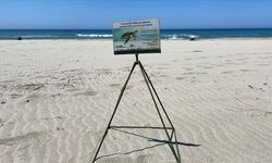 Caretta carettaların yuvalama alanı Patara kumsalına araç girişi önlensin çağrısı